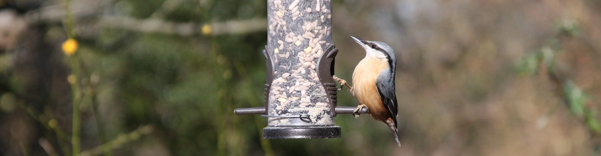 Small bird feeding on nuts and seeds