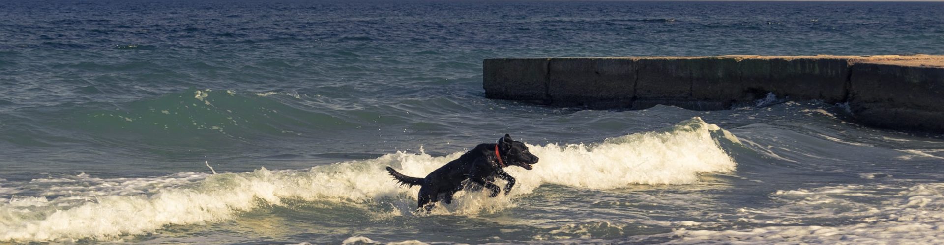 Black dog jumping in the sea at the beach