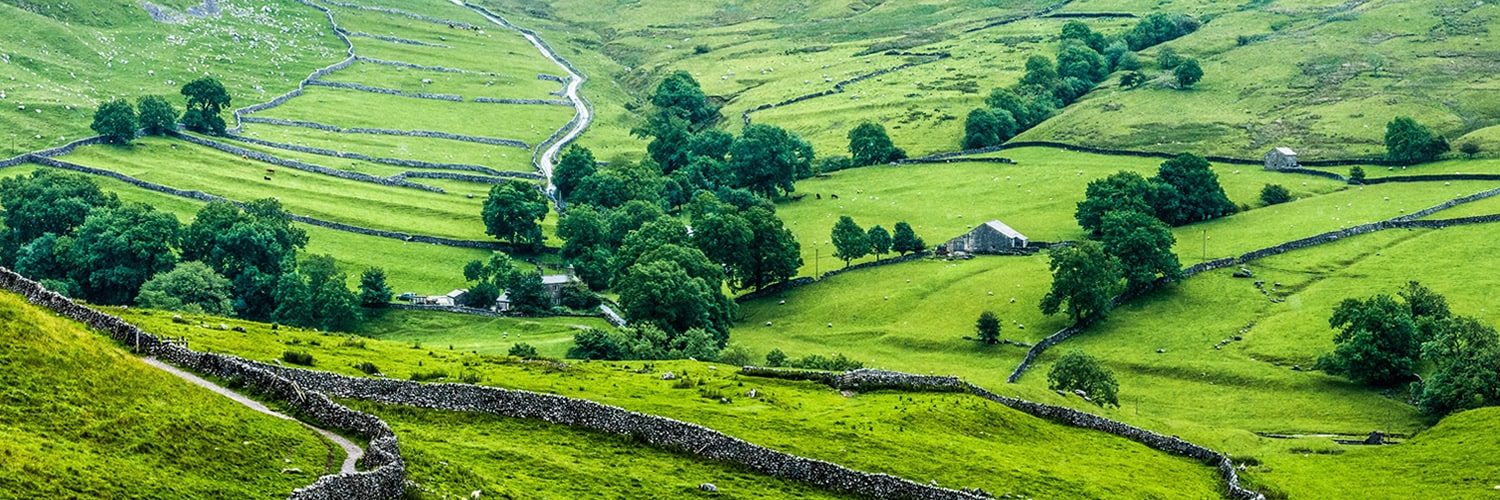 Rolling hill in England with sheep and trees