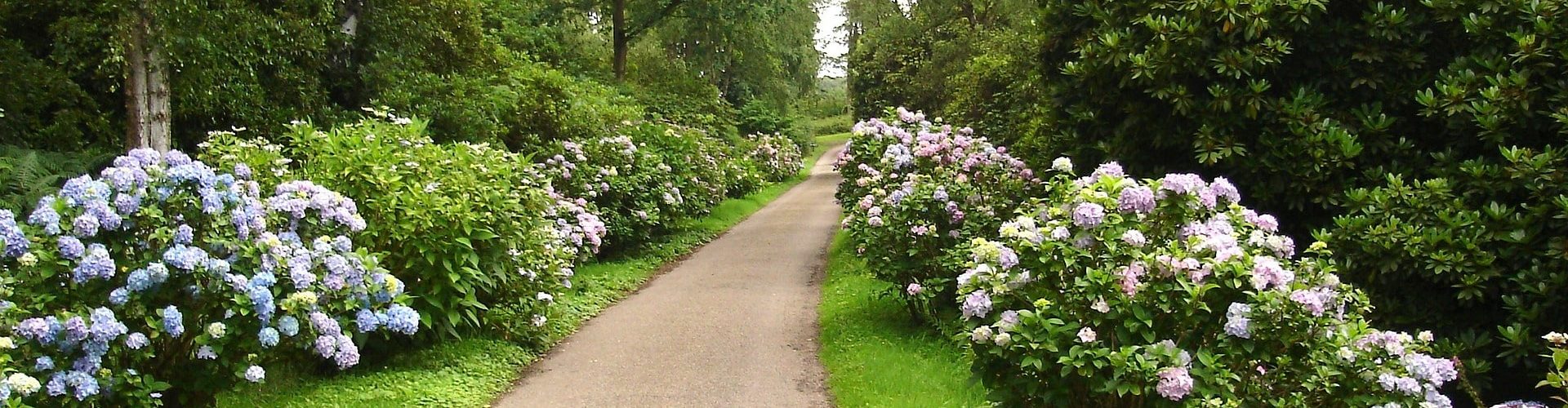 Deserted country path with trees and flowers on either side